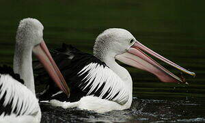 Australian Pelican