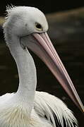 Australian Pelican