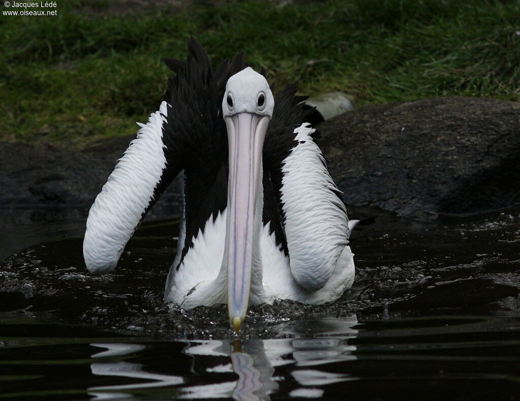 Australian Pelican