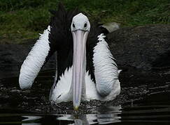 Australian Pelican