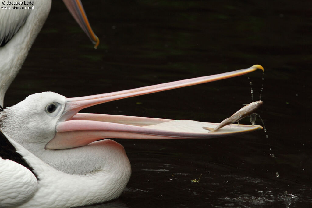 Pélican à lunettes