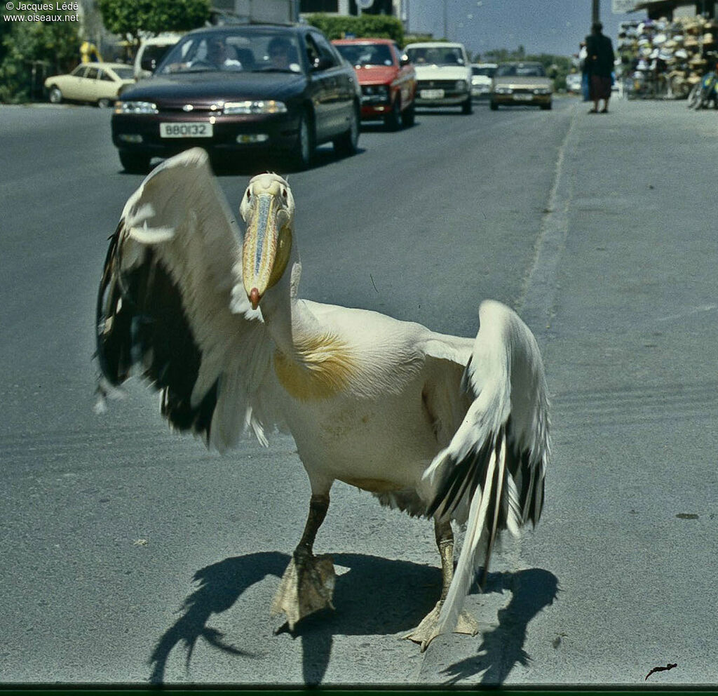 Pélican blanc