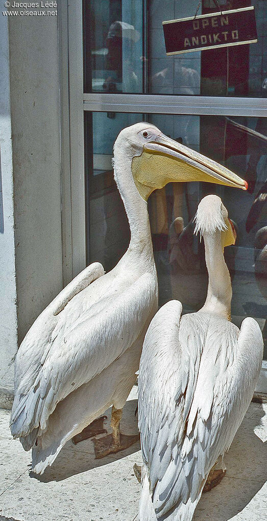 Great White Pelican