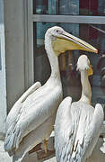 Great White Pelican