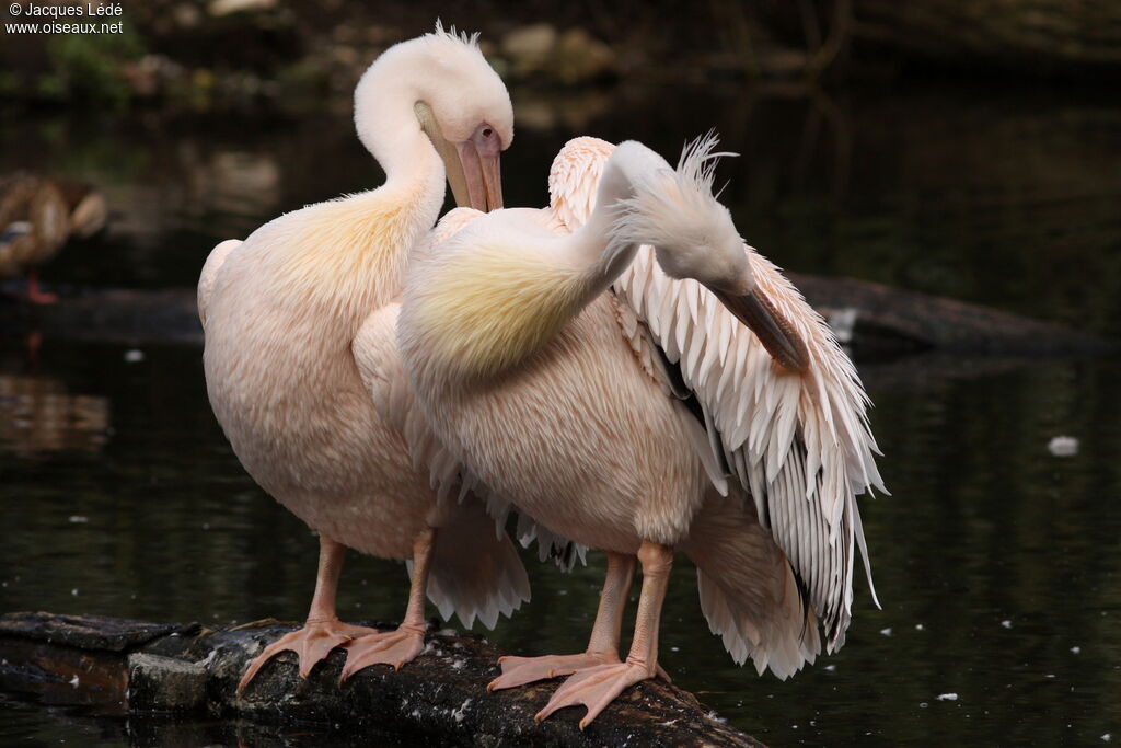 Great White Pelican