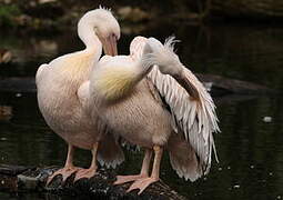 Great White Pelican