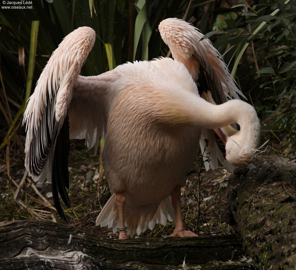 Great White Pelican