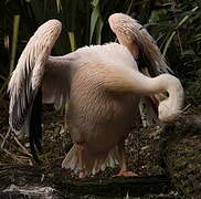 Great White Pelican