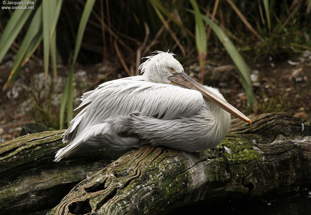 Dalmatian Pelican