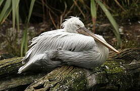 Dalmatian Pelican