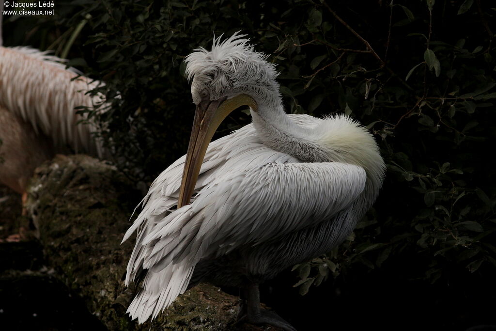 Dalmatian Pelican