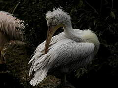 Dalmatian Pelican