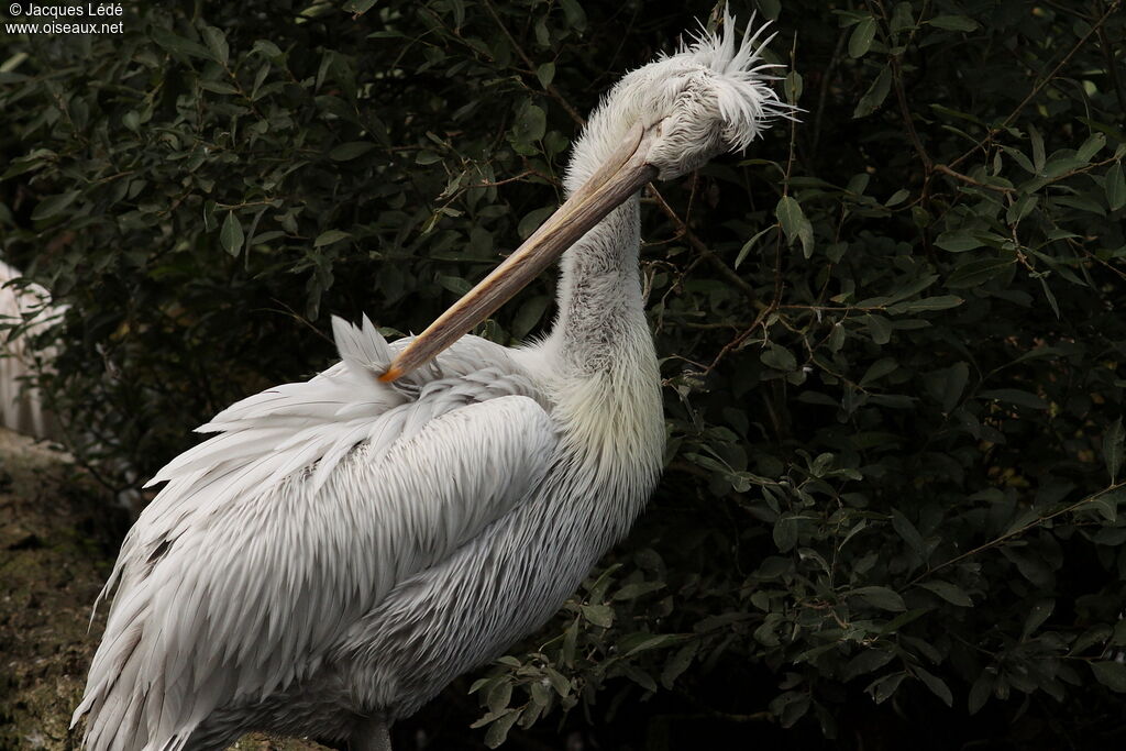 Dalmatian Pelican