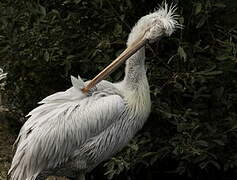 Dalmatian Pelican