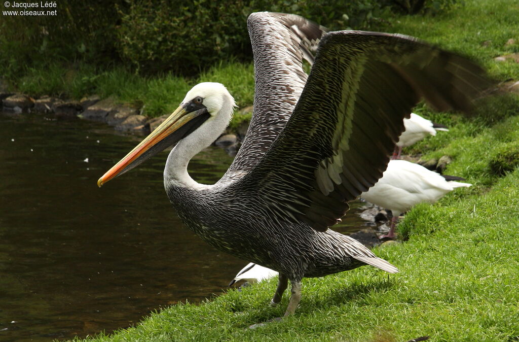 Peruvian Pelican