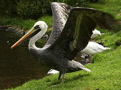 Peruvian Pelican