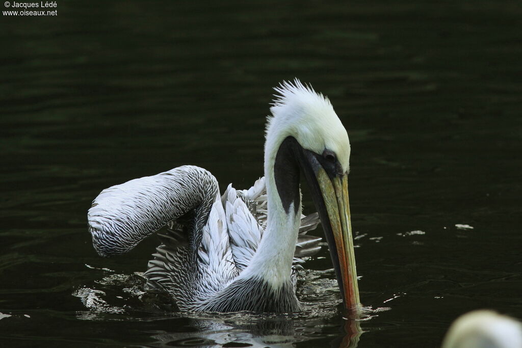 Peruvian Pelican