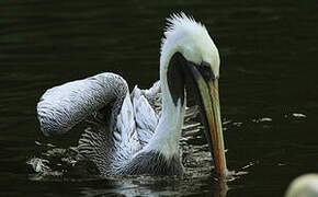 Peruvian Pelican