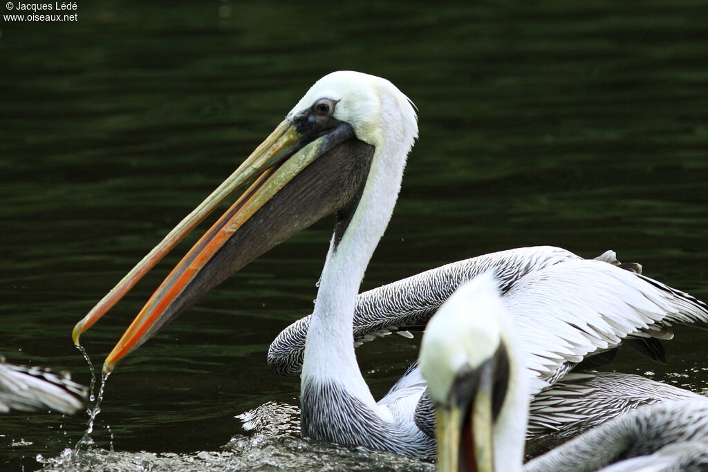 Peruvian Pelican