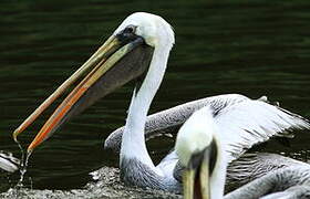 Peruvian Pelican