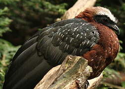 White-crested Guan