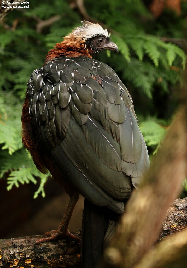 White-crested Guan