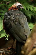 White-crested Guan