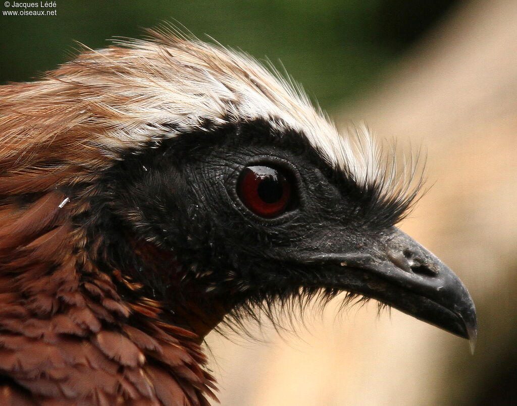 White-crested Guan