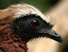 White-crested Guan