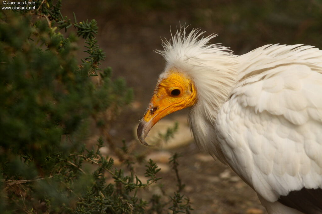 Egyptian Vulture