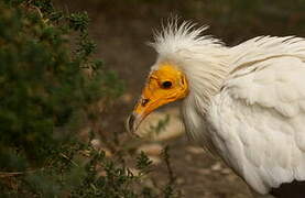 Egyptian Vulture