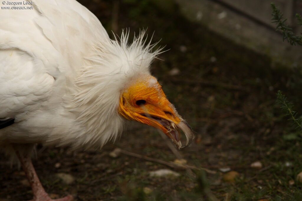 Egyptian Vulture