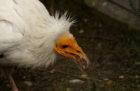 Egyptian Vulture