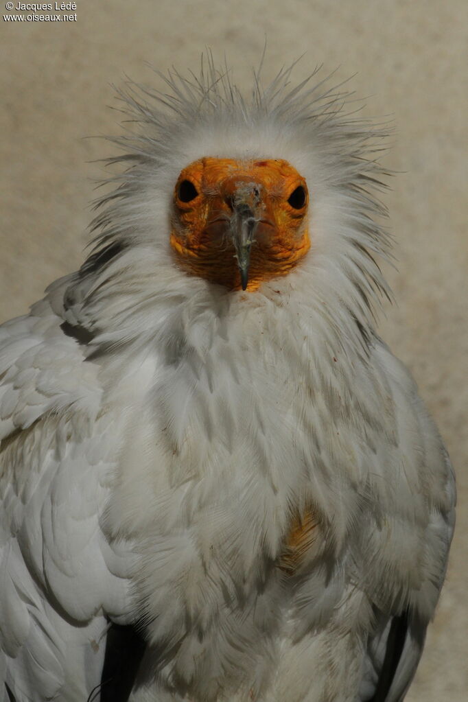 Egyptian Vulture