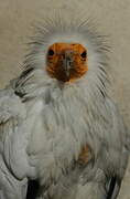 Egyptian Vulture