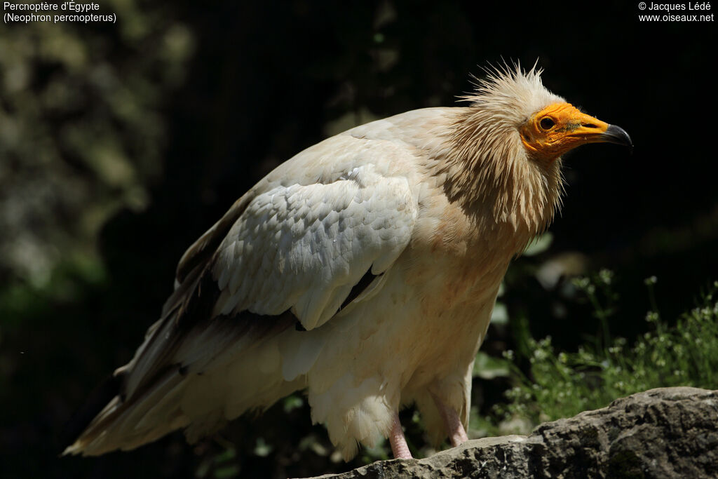 Egyptian Vulture