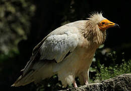 Egyptian Vulture