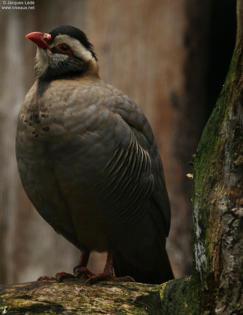 Arabian Partridge