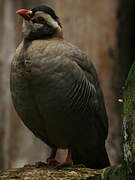 Arabian Partridge