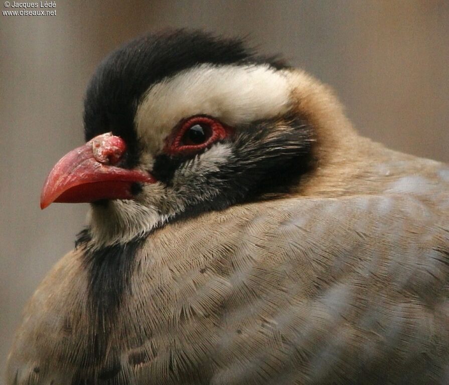 Arabian Partridgeadult, close-up portrait