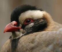 Arabian Partridge