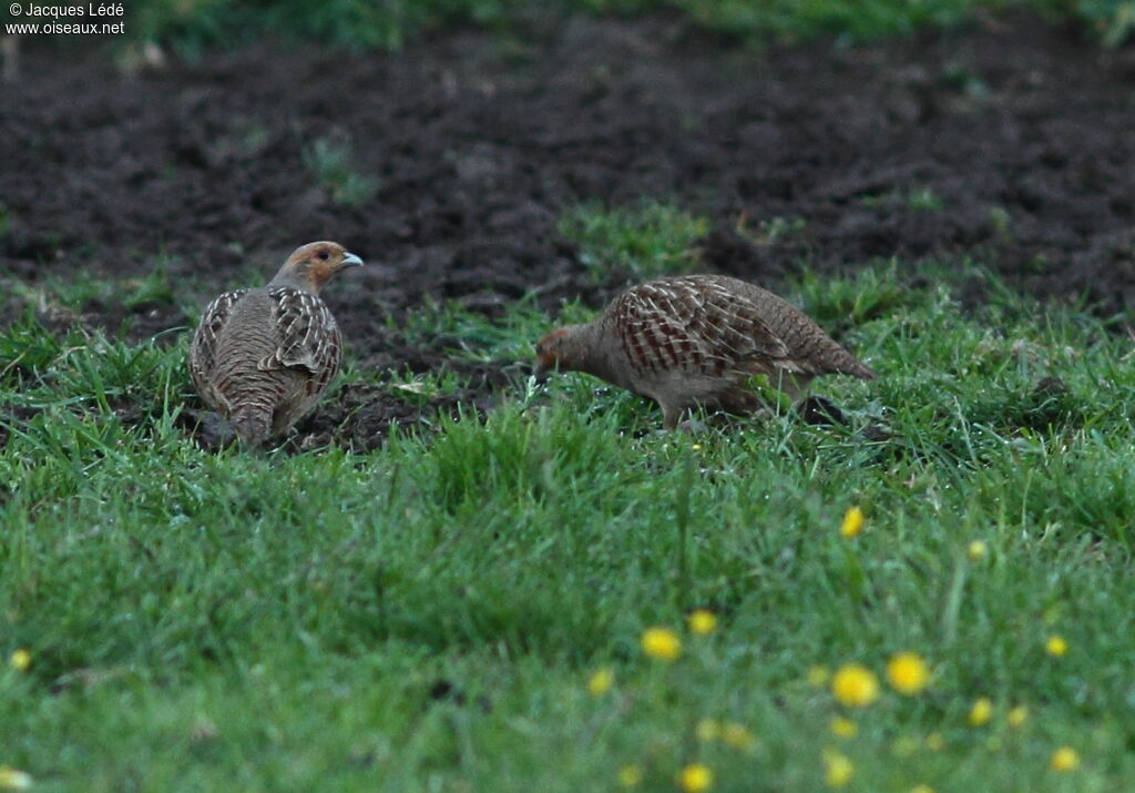 Grey Partridge