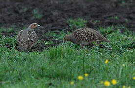 Grey Partridge