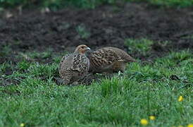 Grey Partridge