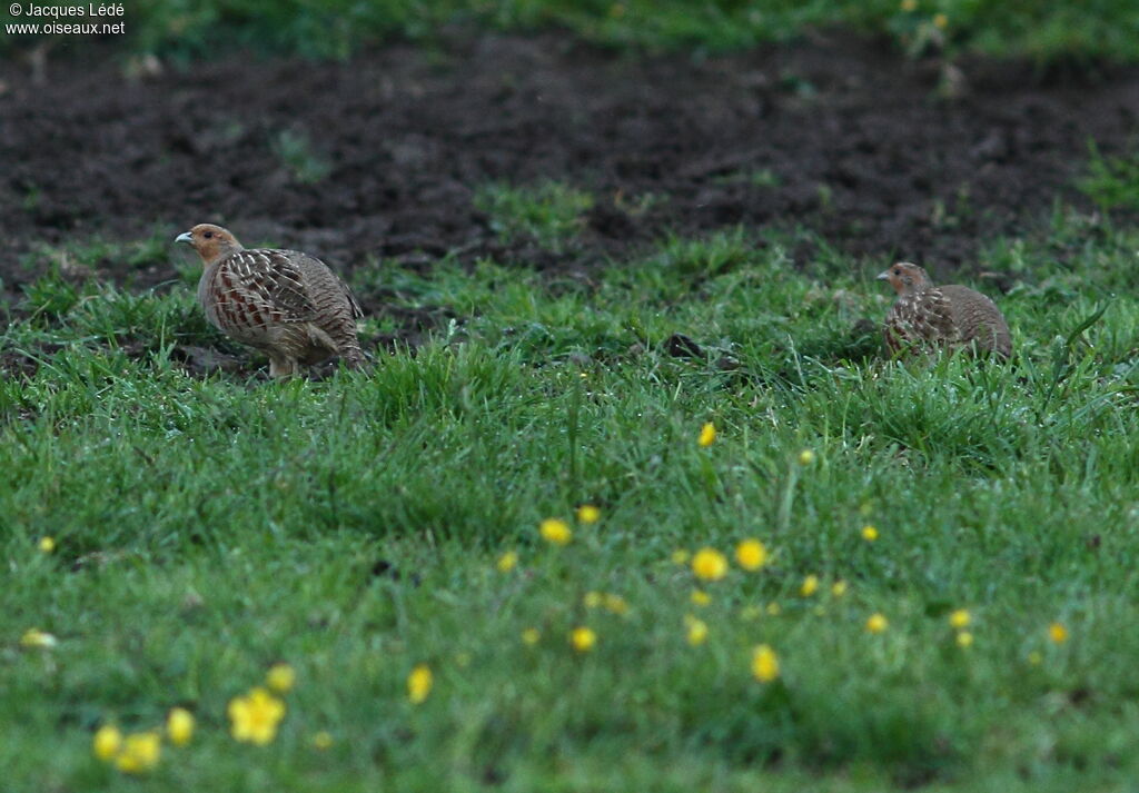 Grey Partridge