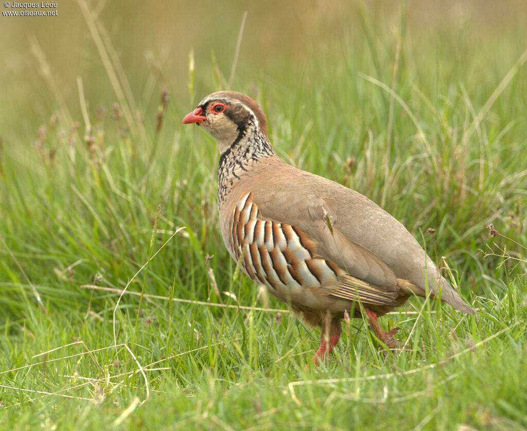 Red-legged Partridge