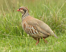 Red-legged Partridge