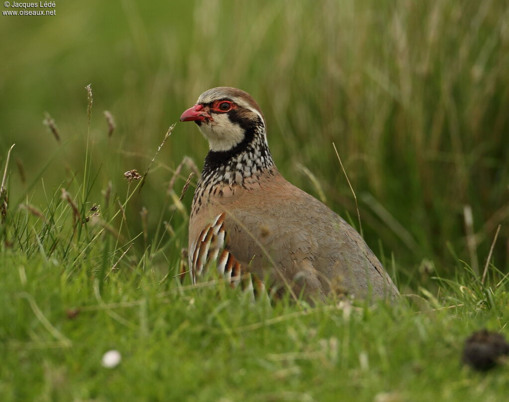 Red-legged Partridge