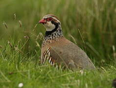 Red-legged Partridge