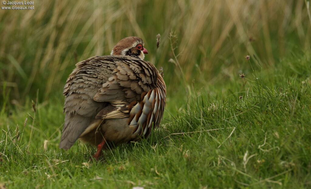 Red-legged Partridge